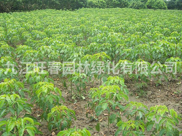 重陽(yáng)木